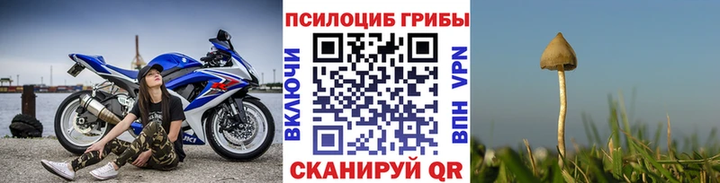Галлюциногенные грибы Psilocybe  купить наркотики сайты  Куйбышев 
